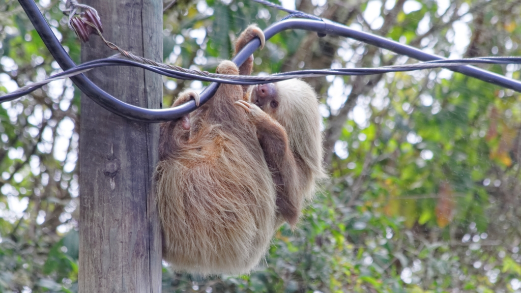 01 - Volcan Poas (05).jpg